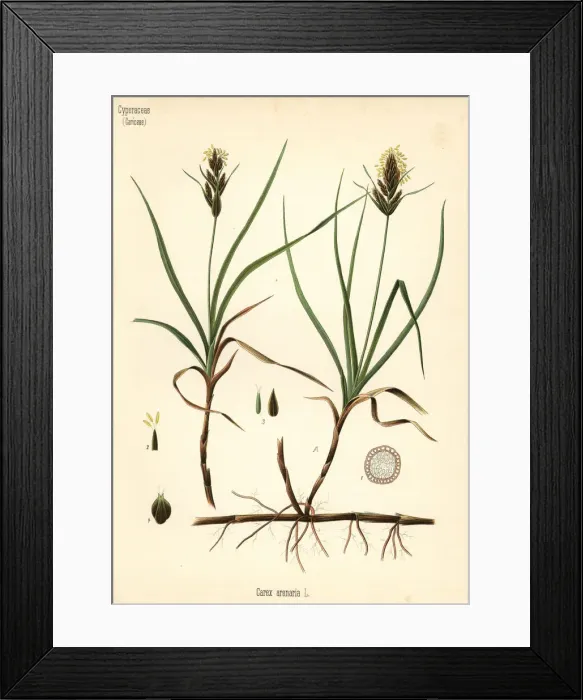 Framed Print : Sand sedge, Carex arenaria Framed Print : Sand sedge, Carex arenaria