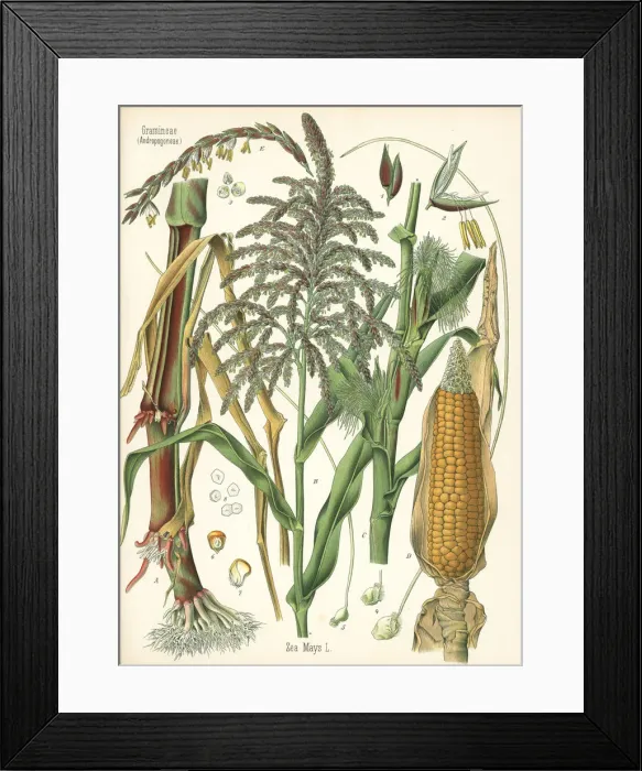 Framed Print : Maize or corn, Zea mays Framed Print : Maize or corn, Zea mays