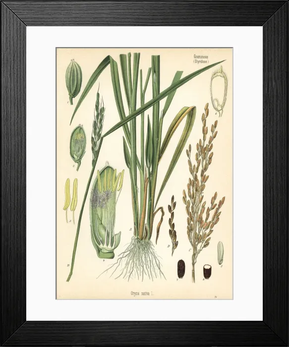 Framed Print : Rice, Oryza sativa Framed Print : Rice, Oryza sativa