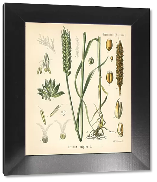 Wheat or bread wheat, Triticum vulgare
