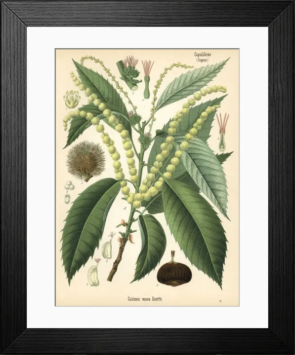 Framed Print : Sweet chestnut, Castanea sativa Framed Print : Sweet chestnut, Castanea sativa