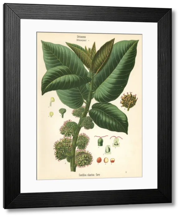 Framed Print : Panama rubber tree, Castilla elastica Framed Print : Panama rubber tree, Castilla elastica