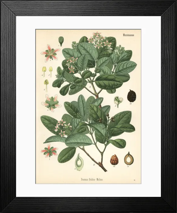Framed Print : Boldo tree, Peumus boldus Framed Print : Boldo tree, Peumus boldus