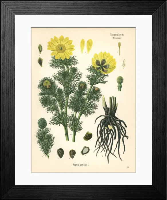 Framed Print : Spring pheasants eye, Adonis vernalis Framed Print : Spring pheasants eye, Adonis vernalis