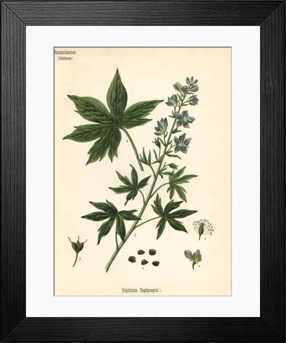 Framed Print : Lice-bane or stavesacre, Delphinium staphisagria Framed Print : Lice-bane or stavesacre, Delphinium staphisagria