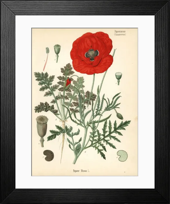 Framed Print : Corn poppy or field poppy, Papaver rhoeas Framed Print : Corn poppy or field poppy, Papaver rhoeas