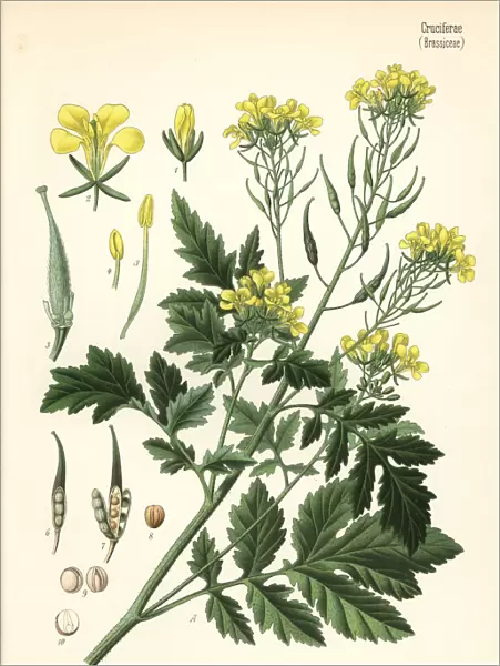 White mustard, Sinapis alba
