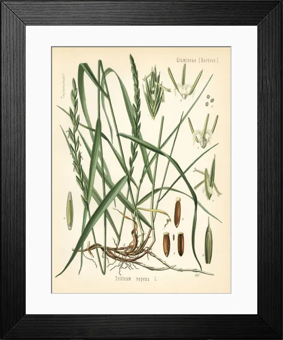 Framed Print : Couch grass, Elymus repens Framed Print : Couch grass, Elymus repens
