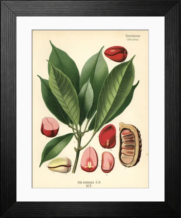 Framed Print : Kola nut or kola tree, Cola acuminata Framed Print : Kola nut or kola tree, Cola acuminata