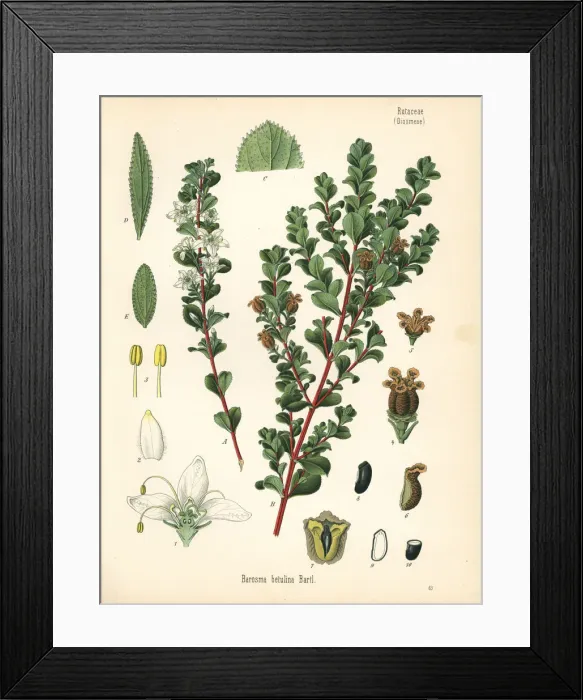 Framed Print : Round leaf buchu, Agathosma betulina Framed Print : Round leaf buchu, Agathosma betulina