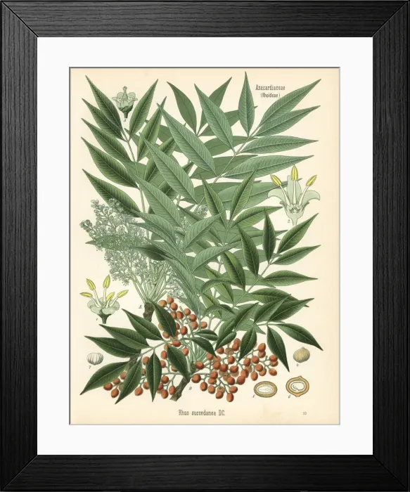 Framed Print : Japanese wax tree, Toxicodendron acuminatum Framed Print : Japanese wax tree, Toxicodendron acuminatum