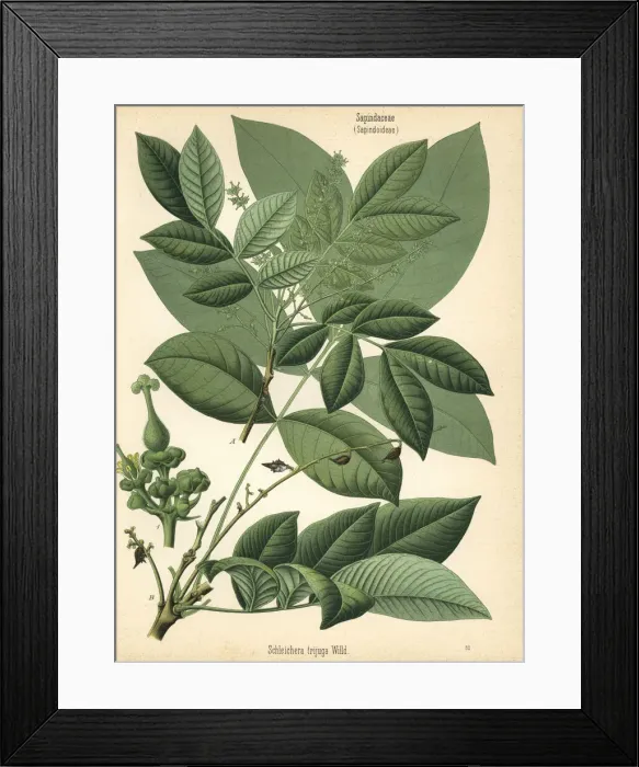 Framed Print : Soapberry, Schleichera trijuga Framed Print : Soapberry, Schleichera trijuga