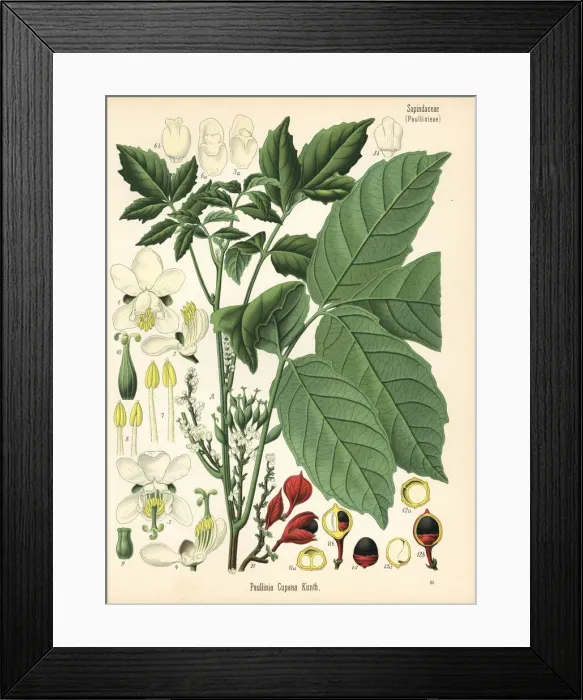 Framed Print : Guarana, Paullinia cupana Framed Print : Guarana, Paullinia cupana