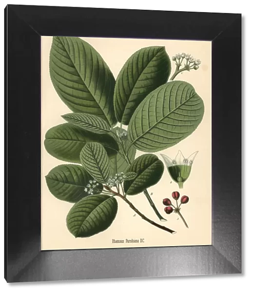 Cascara buckthorn or bearberry, Frangula purshiana