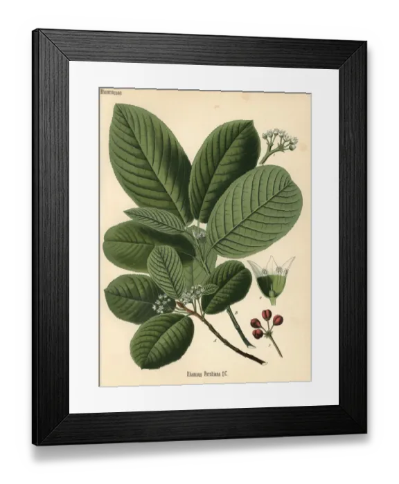 Framed Print : Cascara buckthorn or bearberry, Frangula purshiana Framed Print : Cascara buckthorn or bearberry, Frangula purshiana