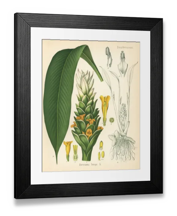 Framed Print : Turmeric, Curcuma longa Framed Print : Turmeric, Curcuma longa
