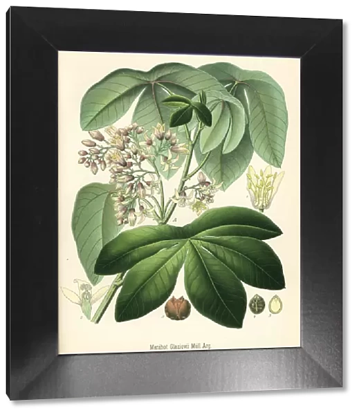 Tree cassava, Manihot carthaginensis subsp. glaziovii