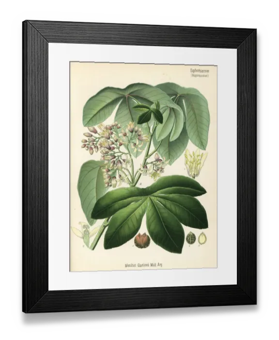 Framed Print : Tree cassava, Manihot carthaginensis subsp. glaziovii Framed Print : Tree cassava, Manihot carthaginensis subsp. glaziovii