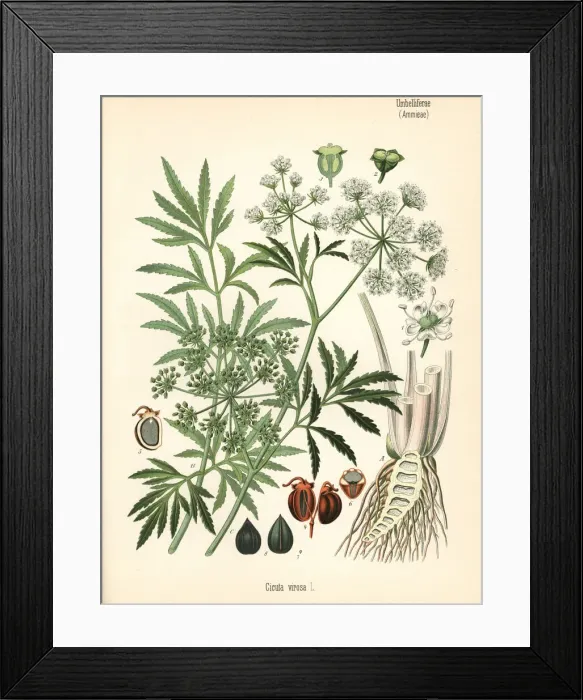 Framed Print : Cowbane or northern water hemlock, Cicuta virosa Framed Print : Cowbane or northern water hemlock, Cicuta virosa
