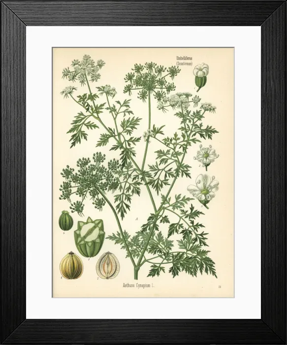 Framed Print : Fools parsley, Aethusa cynapium