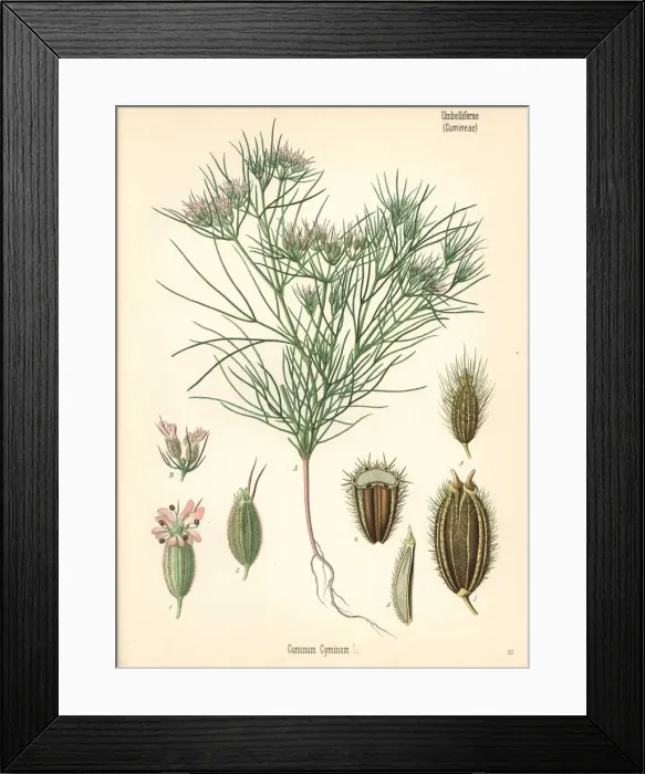 Framed Print : Cumin, Cuminum cyminum Framed Print : Cumin, Cuminum cyminum
