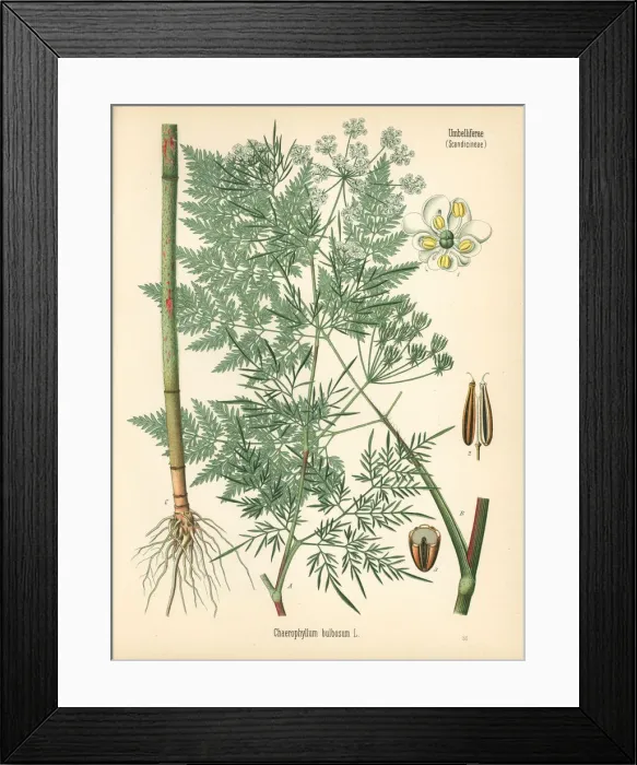 Framed Print : Turnip-rooted chervil, Chaerophyllum bulbosum Framed Print : Turnip-rooted chervil, Chaerophyllum bulbosum