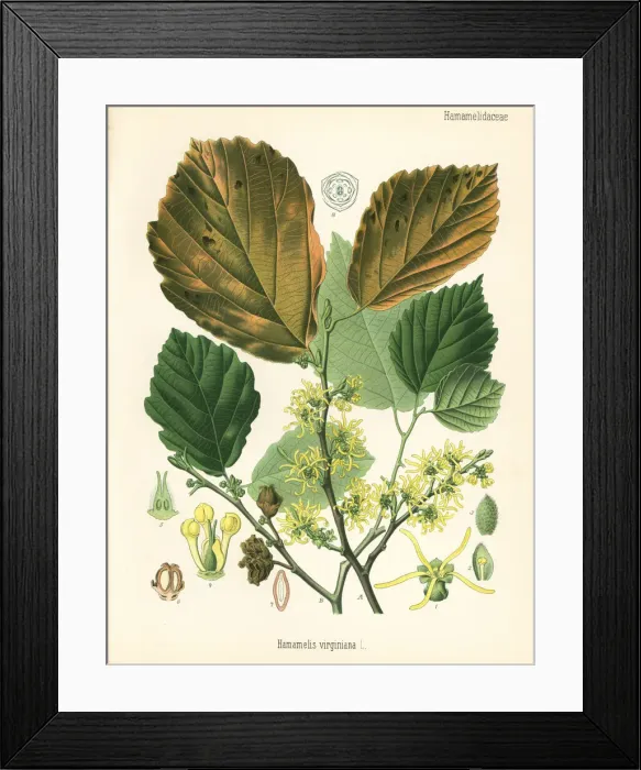 Framed Print : American witch-hazel, Hamamelis virginiana Framed Print : American witch-hazel, Hamamelis virginiana
