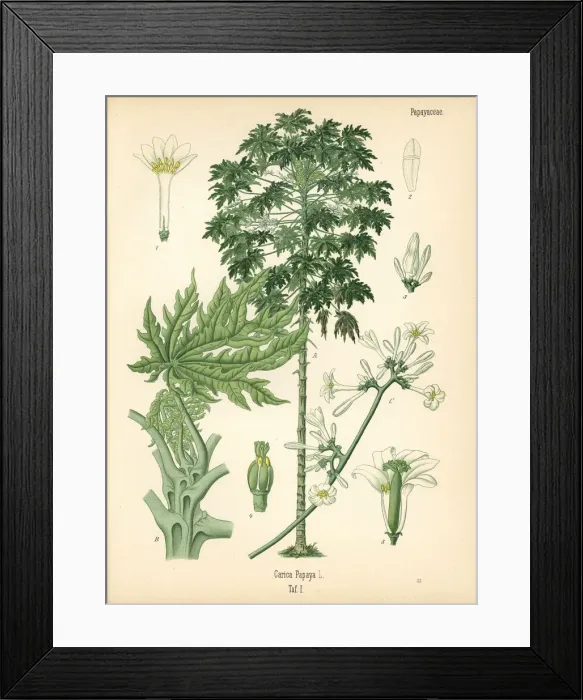 Framed Print : Papaya or papaw tree, Carica papaya Framed Print : Papaya or papaw tree, Carica papaya