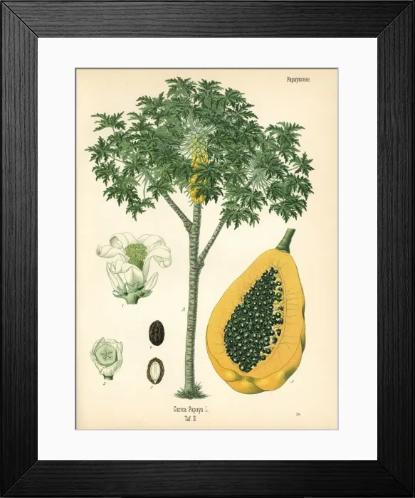 Framed Print : Papaya or papaw tree, Carica papaya Framed Print : Papaya or papaw tree, Carica papaya