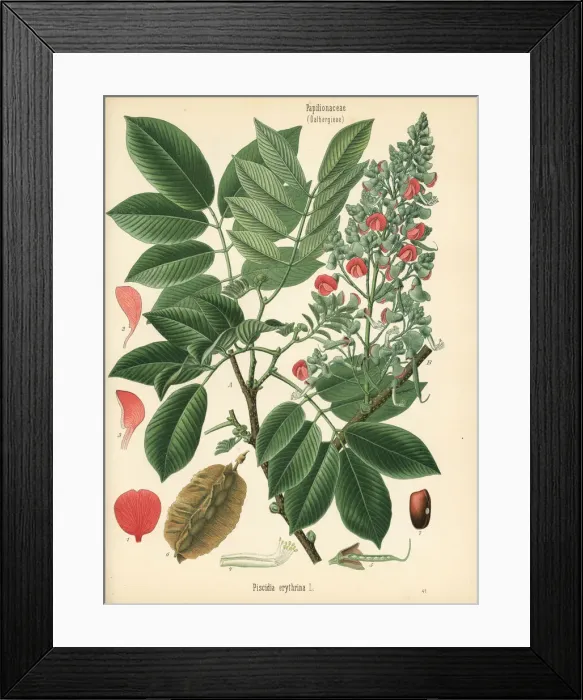 Framed Print : Florida fishpoison tree, Piscidia piscipula Framed Print : Florida fishpoison tree, Piscidia piscipula