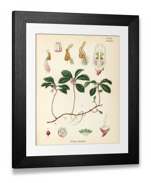 Framed Print : American wintergreen, Gaultheria procumbens Framed Print : American wintergreen, Gaultheria procumbens