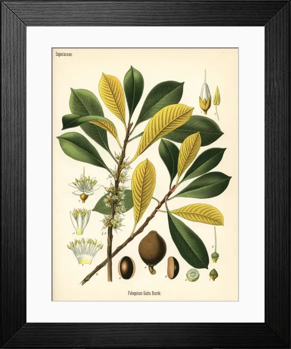Framed Print : Gutta percha, Palaquium gutta Framed Print : Gutta percha, Palaquium gutta