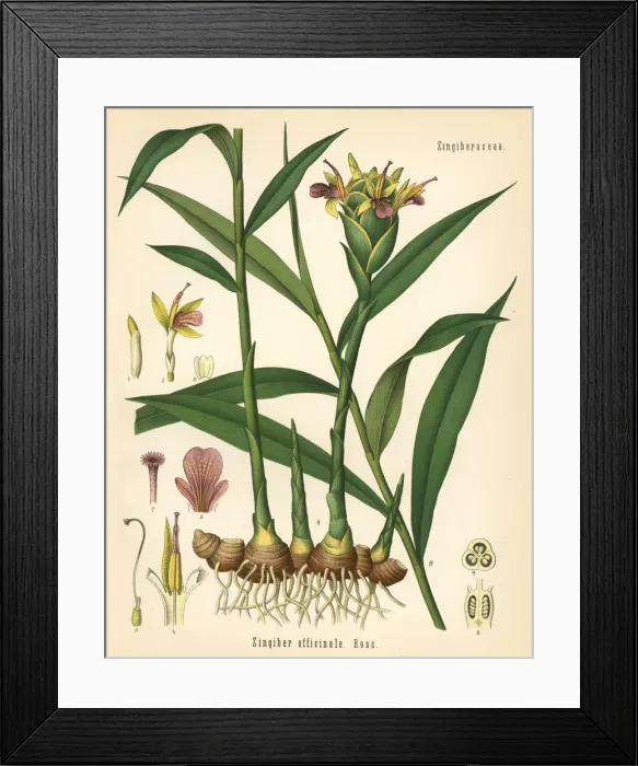 Framed Print : Ginger, Zingiber officinale Framed Print : Ginger, Zingiber officinale
