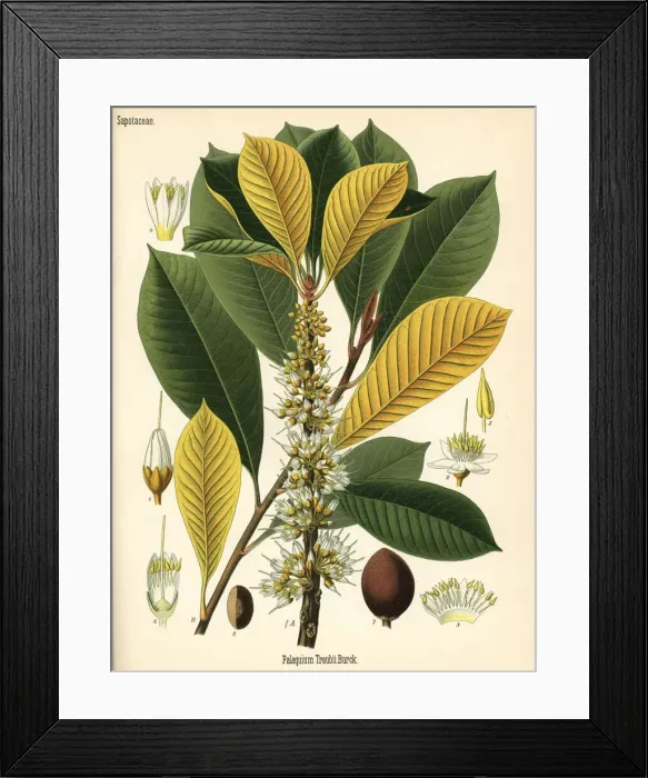 Framed Print : Gutta percha, Palaquium gutta Framed Print : Gutta percha, Palaquium gutta