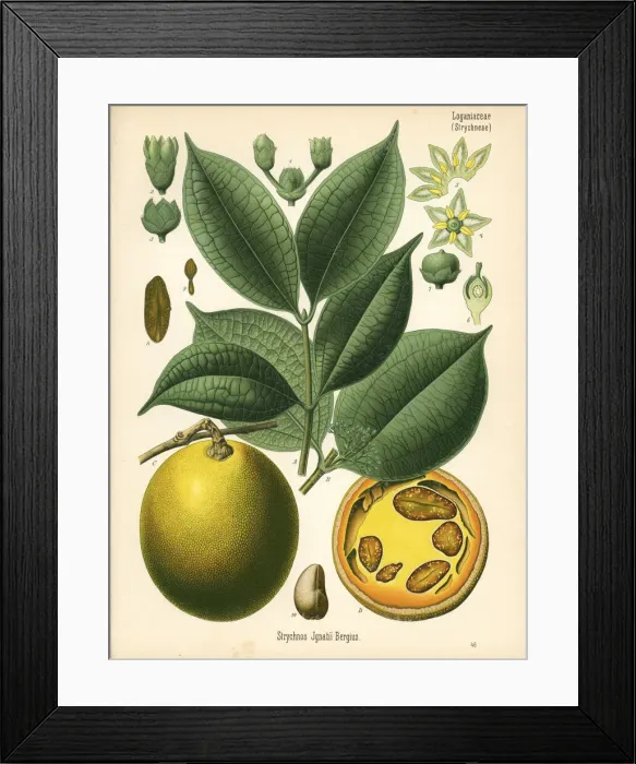 Framed Print : St. Ignatius bean, Strychnos ignatii Framed Print : St. Ignatius bean, Strychnos ignatii