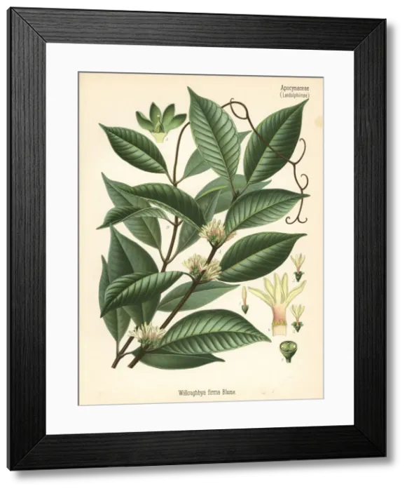 Framed Print : Willughbeia coriacea Framed Print : Willughbeia coriacea