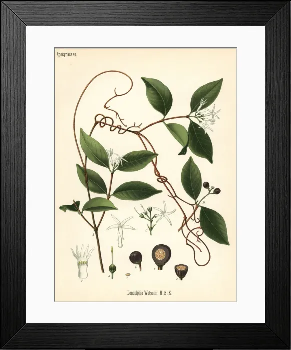 Framed Print : Watsons landolphia, Landolphia watsoniana Framed Print : Watsons landolphia, Landolphia watsoniana