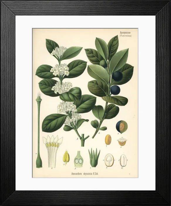 Framed Print : Mupta or mptah, Acokanthera schimperi Framed Print : Mupta or mptah, Acokanthera schimperi