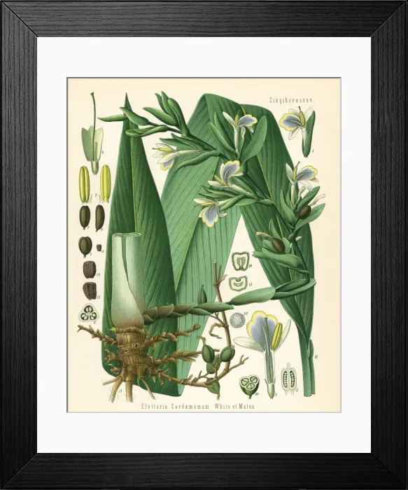 Framed Print : Green cardamon or true cardamon, Elettaria cardamomum Framed Print : Green cardamon or true cardamon, Elettaria cardamomum
