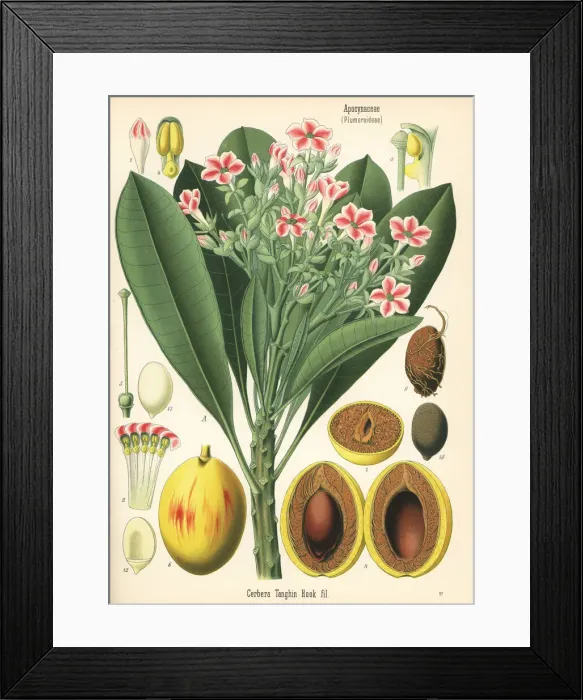 Framed Print : Sea mango, Cerbera manghas Framed Print : Sea mango, Cerbera manghas