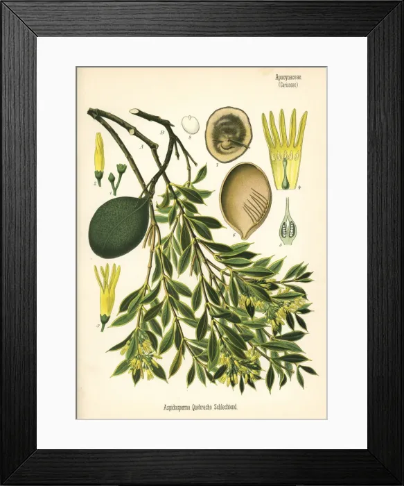 Framed Print : Kebrako or white quebracho, Aspidosperma quebracho-blanco Framed Print : Kebrako or white quebracho, Aspidosperma quebracho-blanco