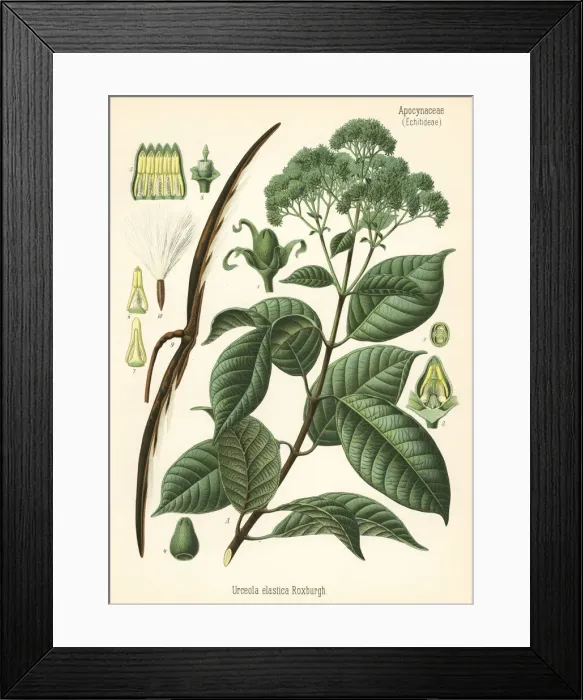 Framed Print : Rubber tree, Urceola elastica Framed Print : Rubber tree, Urceola elastica