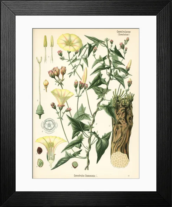 Framed Print : Scammony bindweed, Convolvulus scammonia Framed Print : Scammony bindweed, Convolvulus scammonia