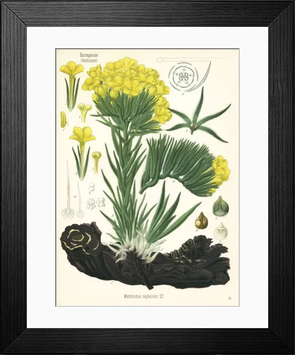 Framed Print : Macrotomia densiflora Framed Print : Macrotomia densiflora