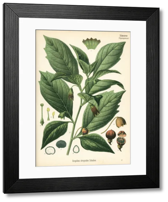 Framed Print : Henbane bell, Scopolia carniolica Framed Print : Henbane bell, Scopolia carniolica