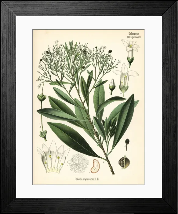 Framed Print : Corkwood tree, Duboisia myoporoides Framed Print : Corkwood tree, Duboisia myoporoides