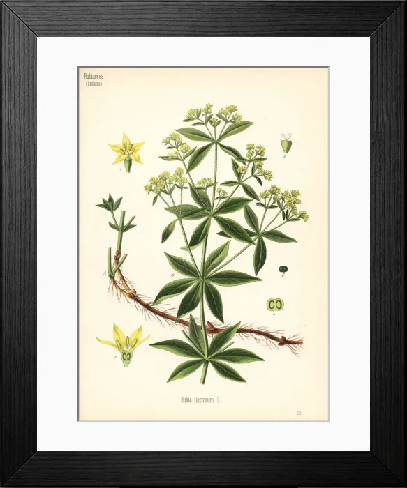 Framed Print : Common madder, Rubia tinctorum Framed Print : Common madder, Rubia tinctorum