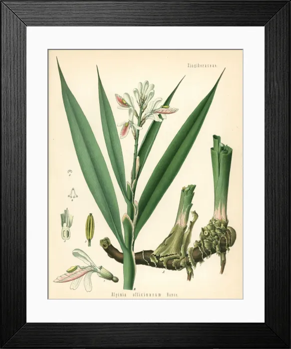 Framed Print : Lesser galangal, Alpinia officinarum Framed Print : Lesser galangal, Alpinia officinarum