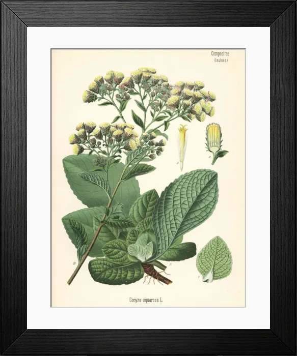 Framed Print : Ploughmans spikenard, Inula conyza Framed Print : Ploughmans spikenard, Inula conyza
