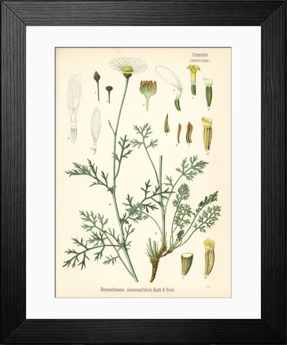 Framed Print : Pyrethrum, Tanacetum cinerariifolium Framed Print : Pyrethrum, Tanacetum cinerariifolium